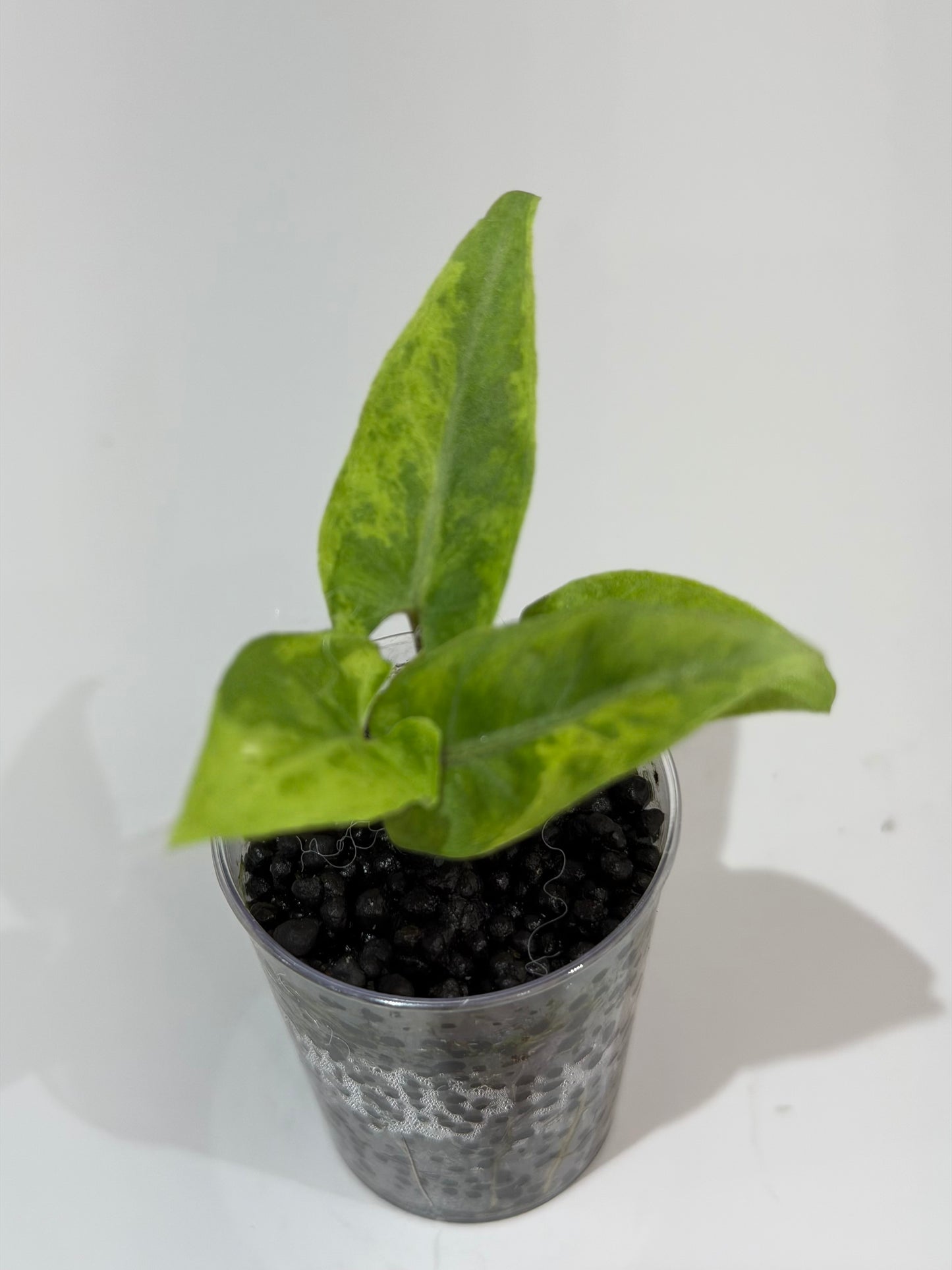 Alocasia Lauterbachiana Aurea