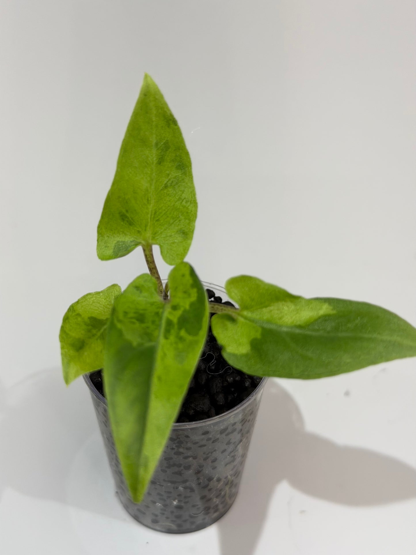 Alocasia Lauterbachiana Aurea