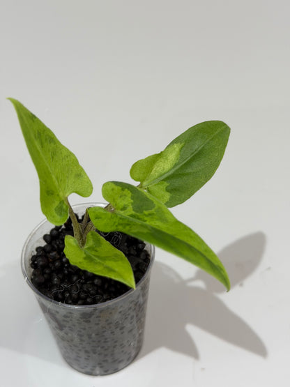 ALOCASIA LAUTERBACHIANA AUREA