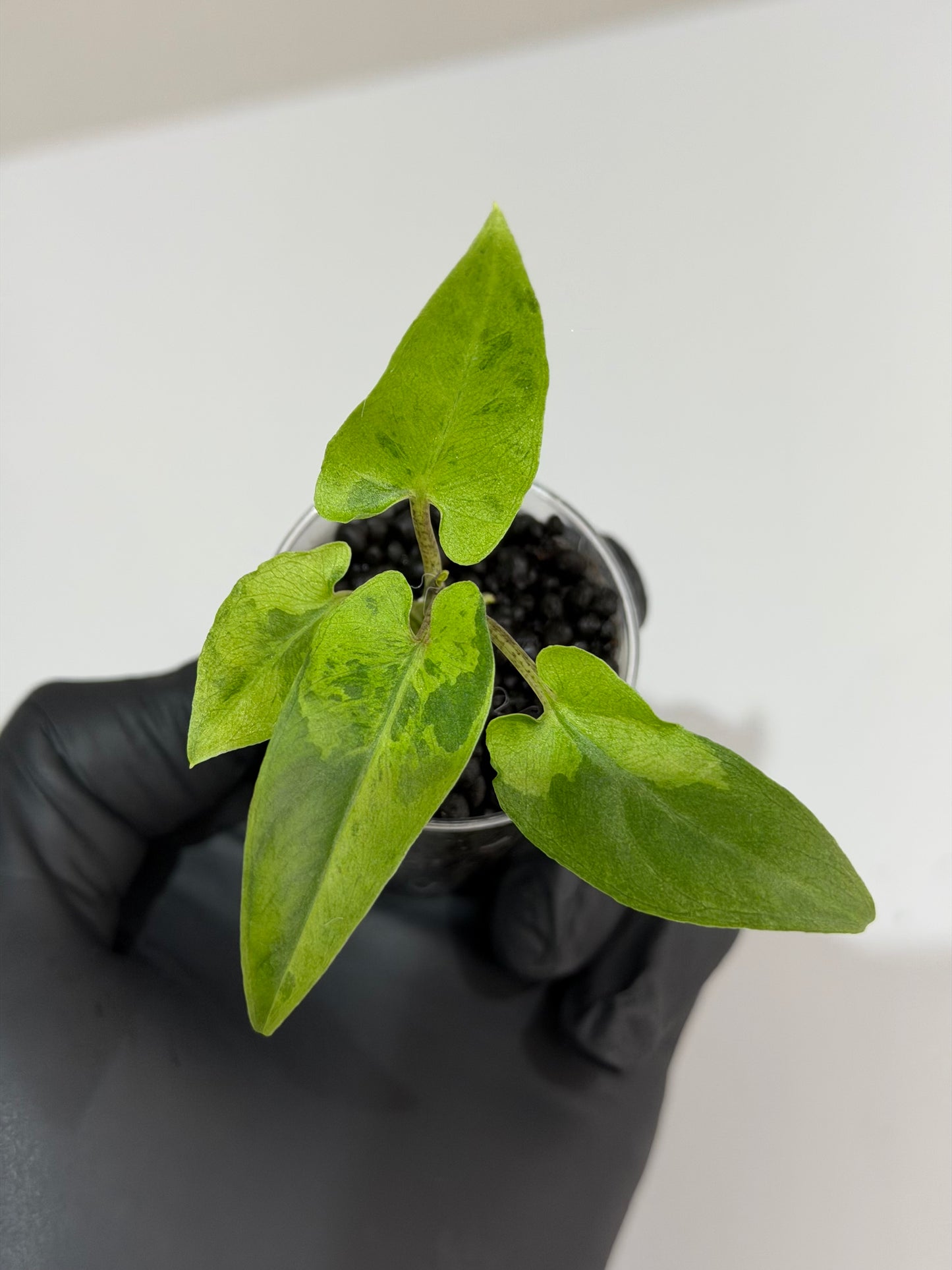 Alocasia Lauterbachiana Aurea