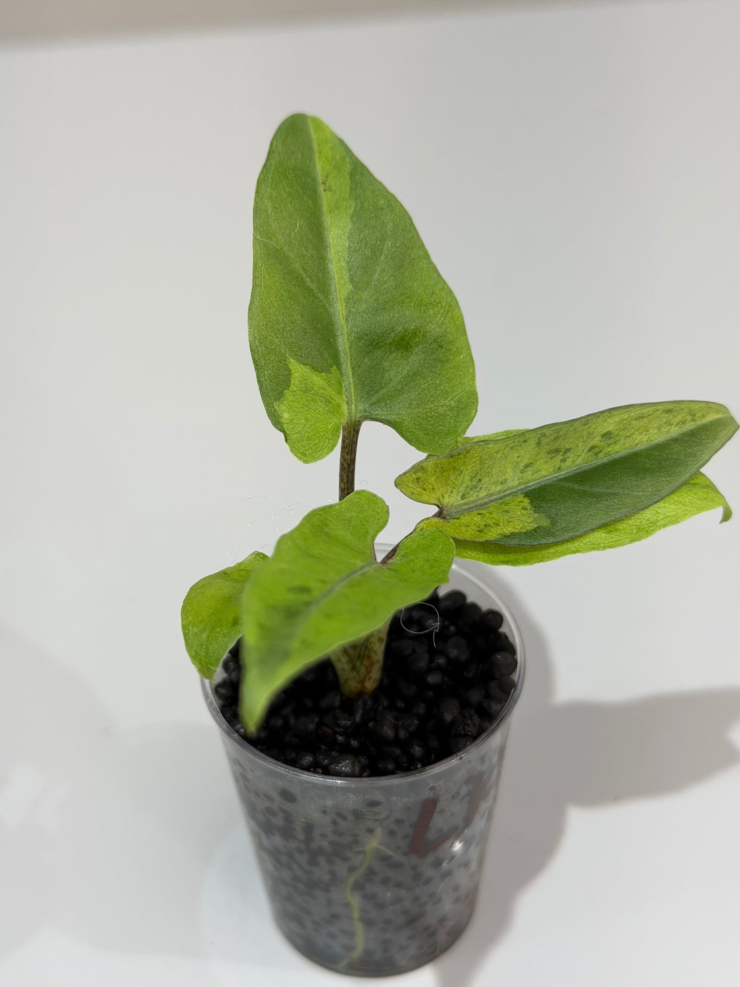 Alocasia Lauterbachiana Aurea