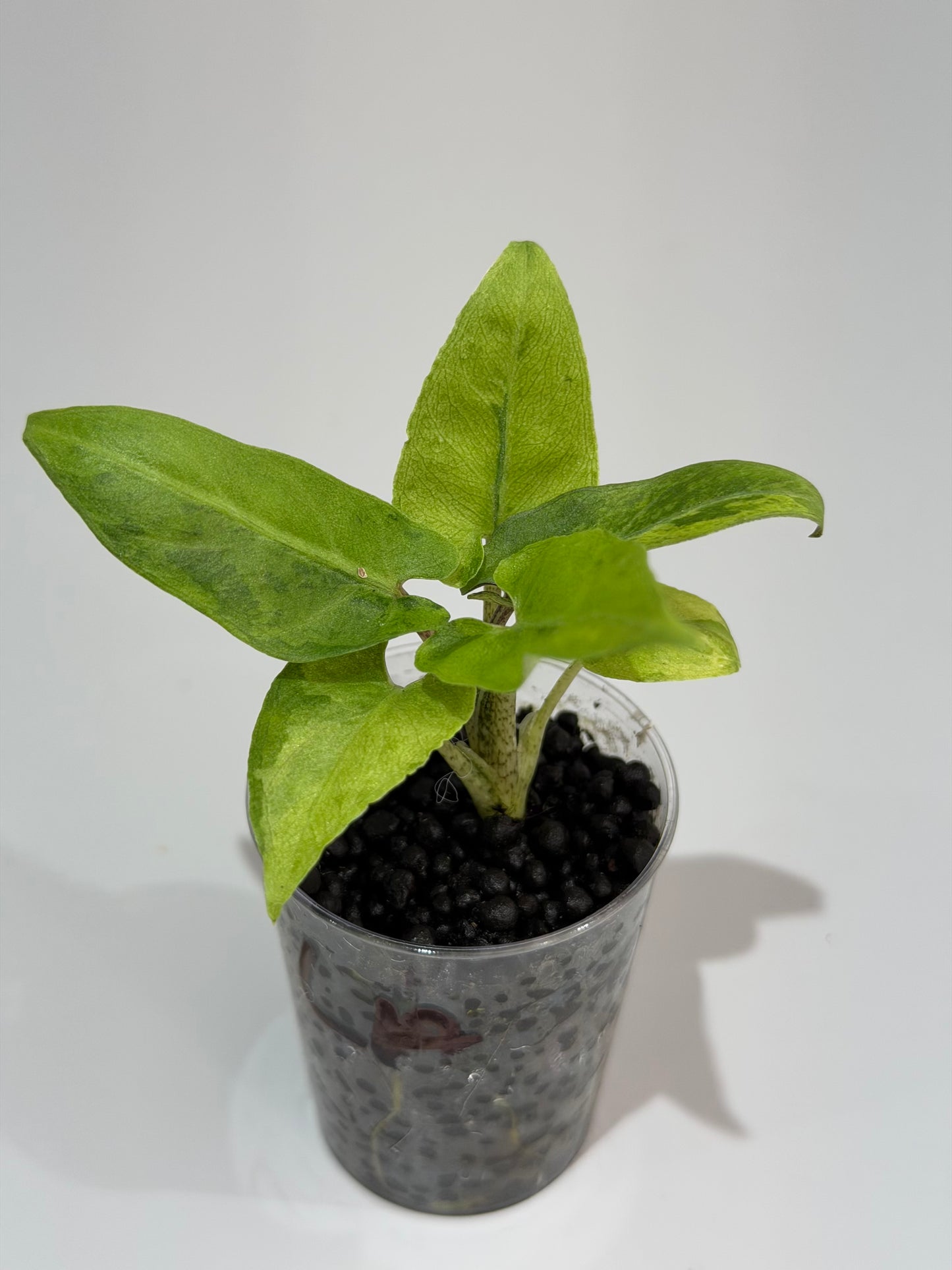 Alocasia Lauterbachiana Aurea