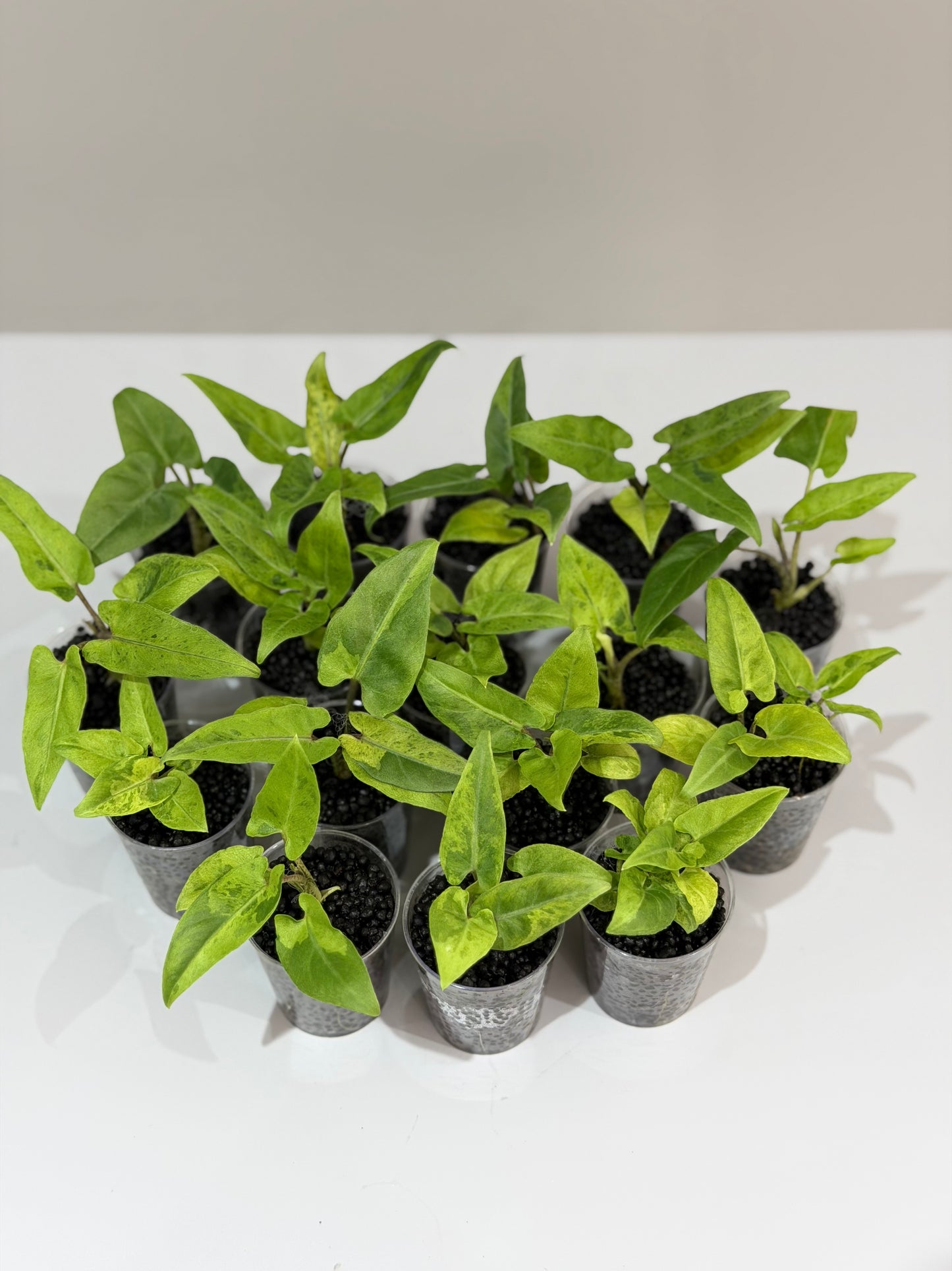 Alocasia Lauterbachiana Aurea