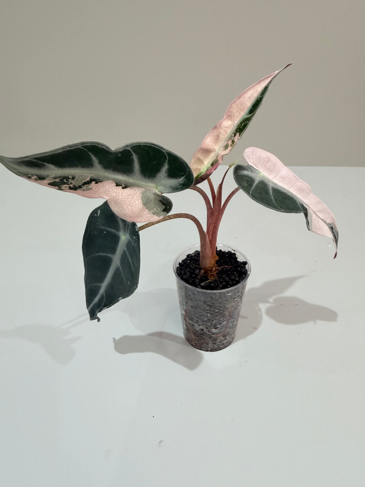Alocasia 'Bambino' Pink Variegated, pink splashes on elongated arrowhead leaves with creamy white