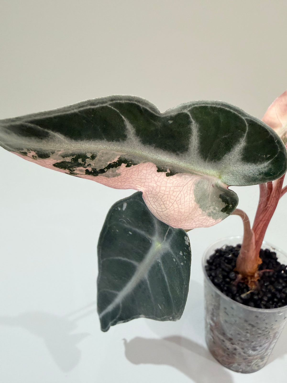 Alocasia 'Bambino' Pink Variegated, pink splashes on elongated arrowhead leaves with creamy white