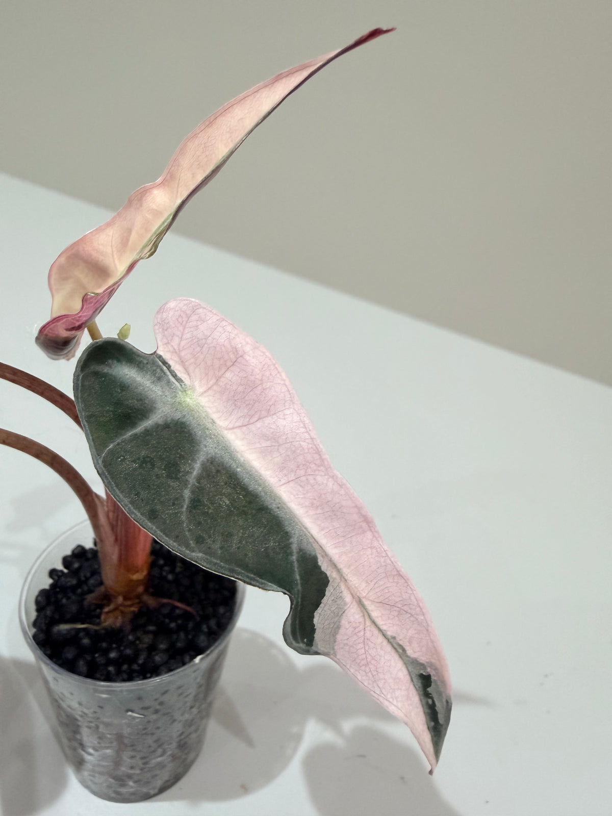 Alocasia 'Bambino' Pink Variegated, pink splashes on elongated arrowhead leaves with creamy white