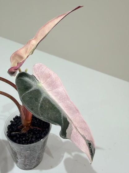 ALOCASIA BAMBINO PINK VARIEGATED