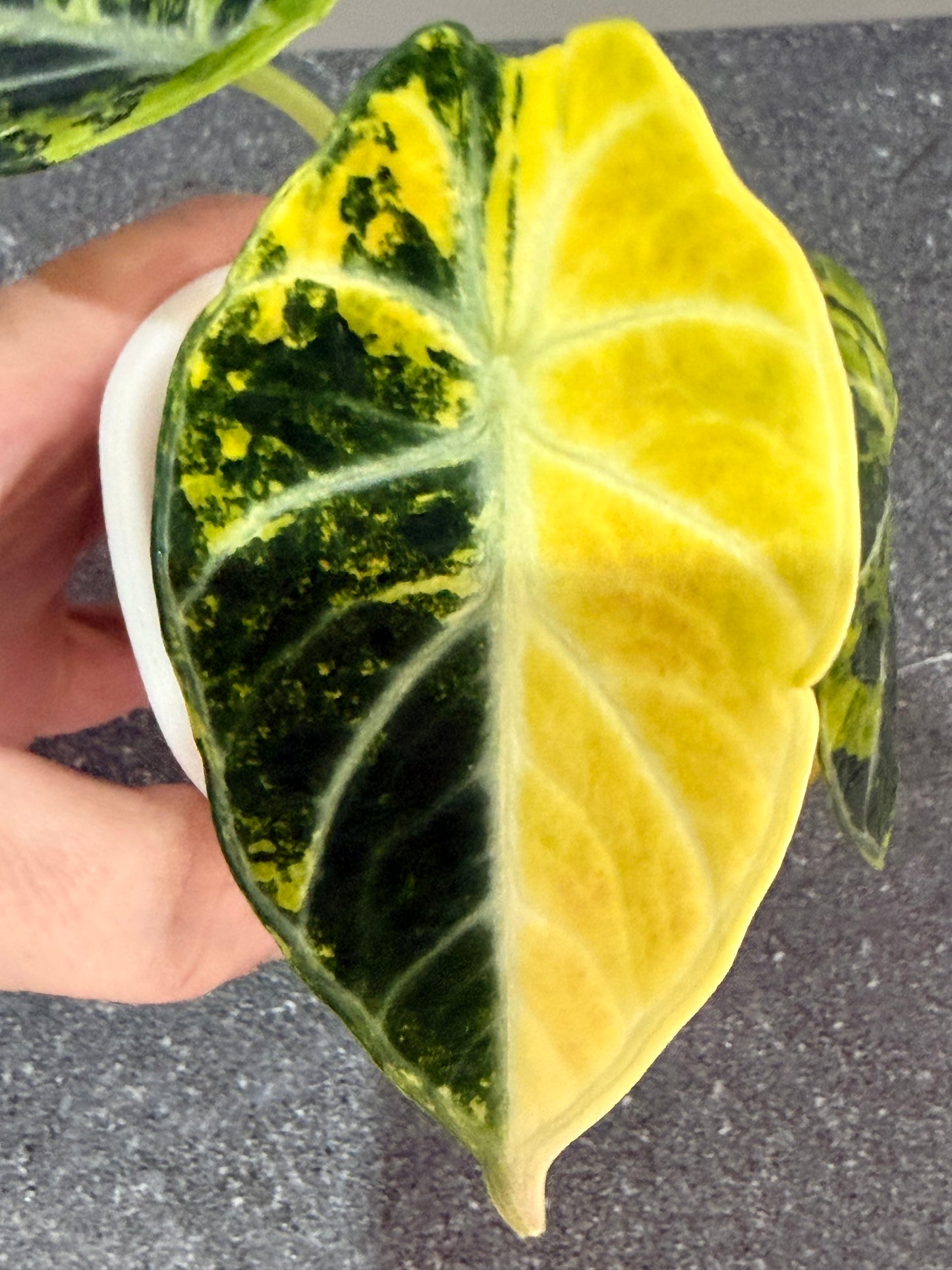 Alocasia Ninja Aurea Splash Variegated
