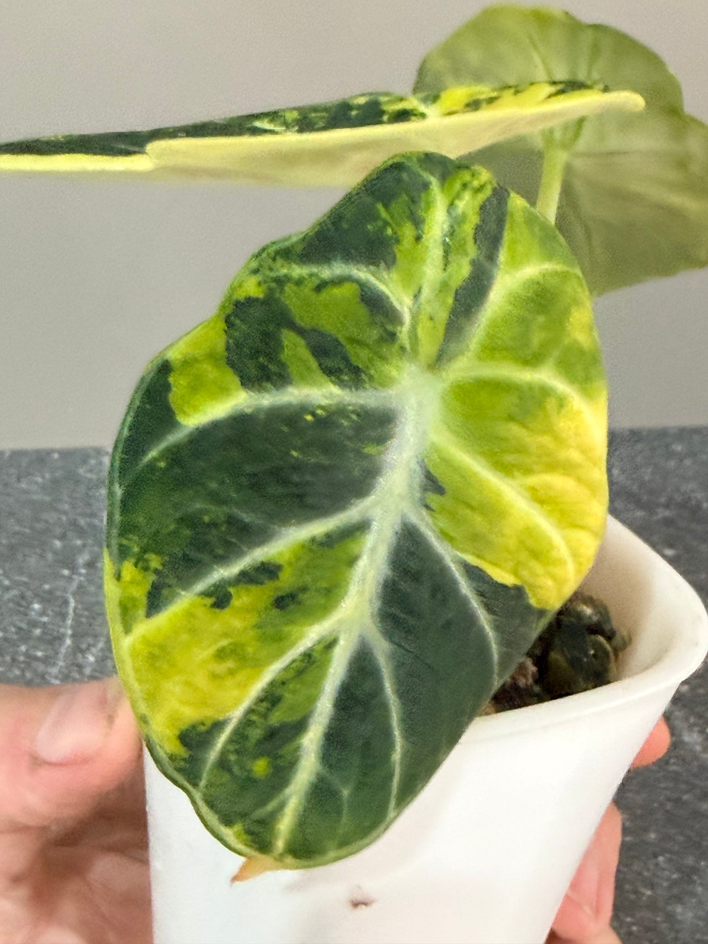 Alocasia Ninja Aurea Splash Variegated