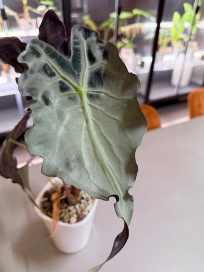 ALOCASIA VENOM