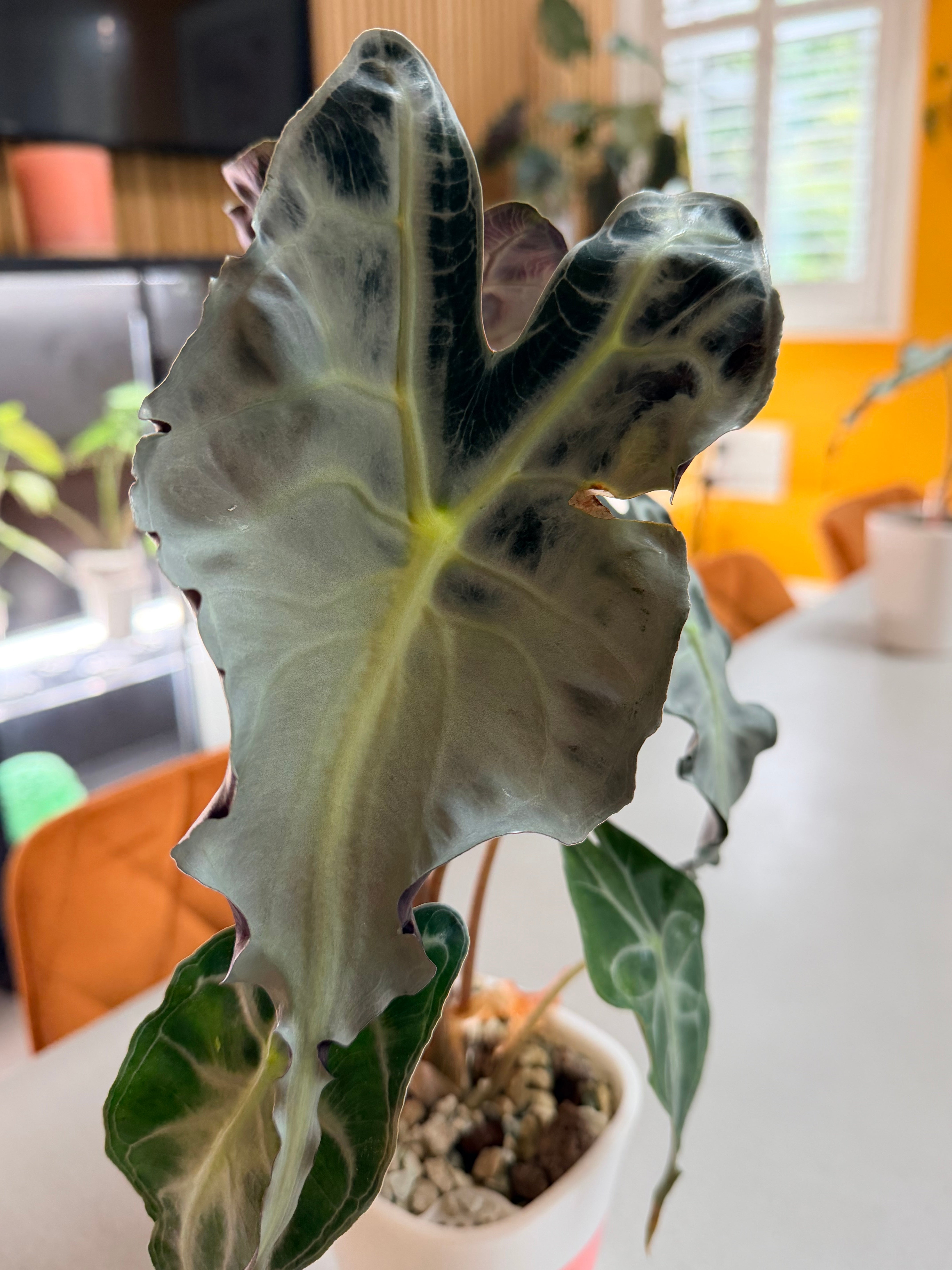 Alocasia Venom – Rare Dark Foliage Indoor Plant – The Alocasia Company