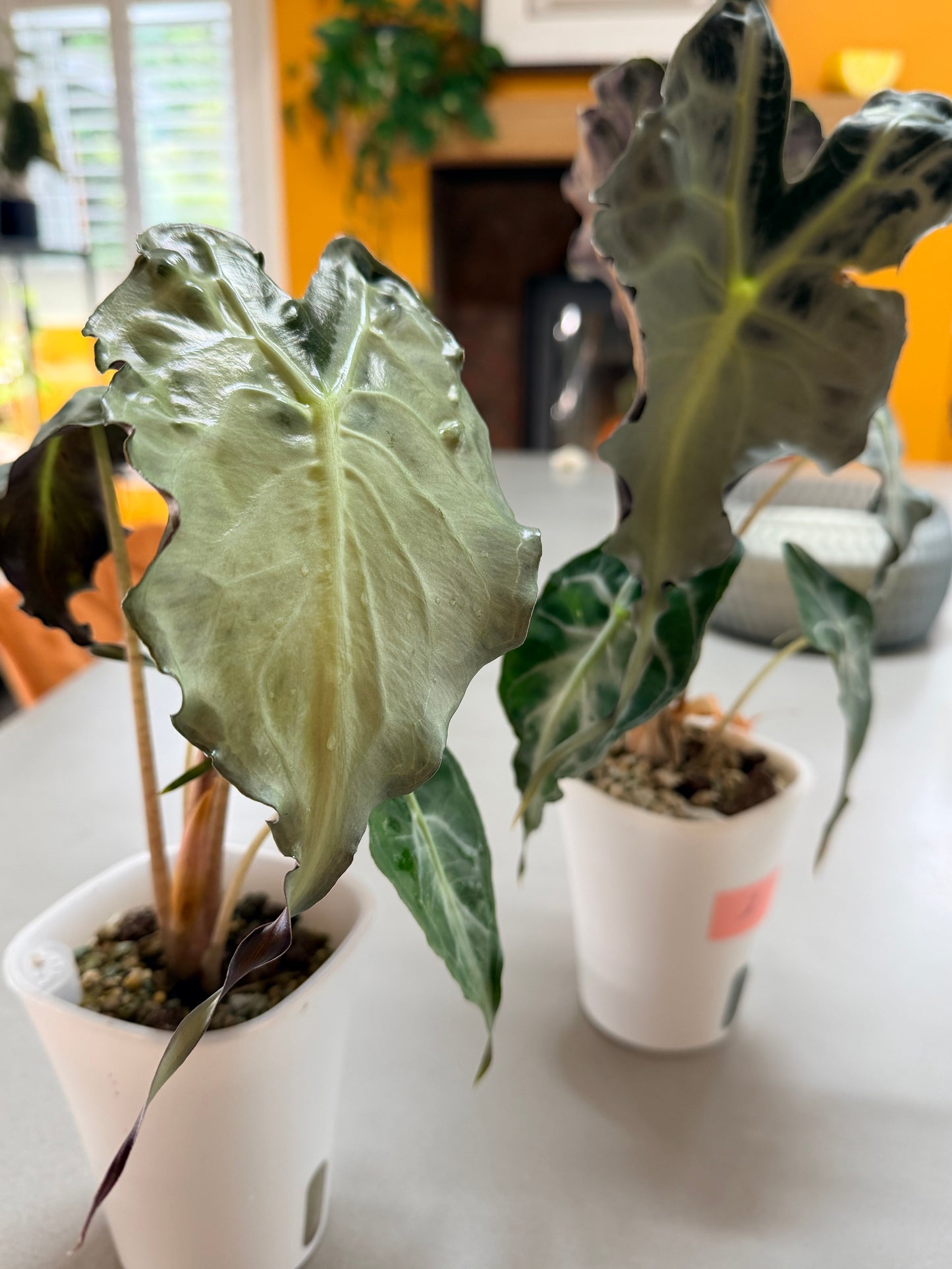 Alocasia Venom
