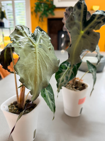 ALOCASIA VENOM