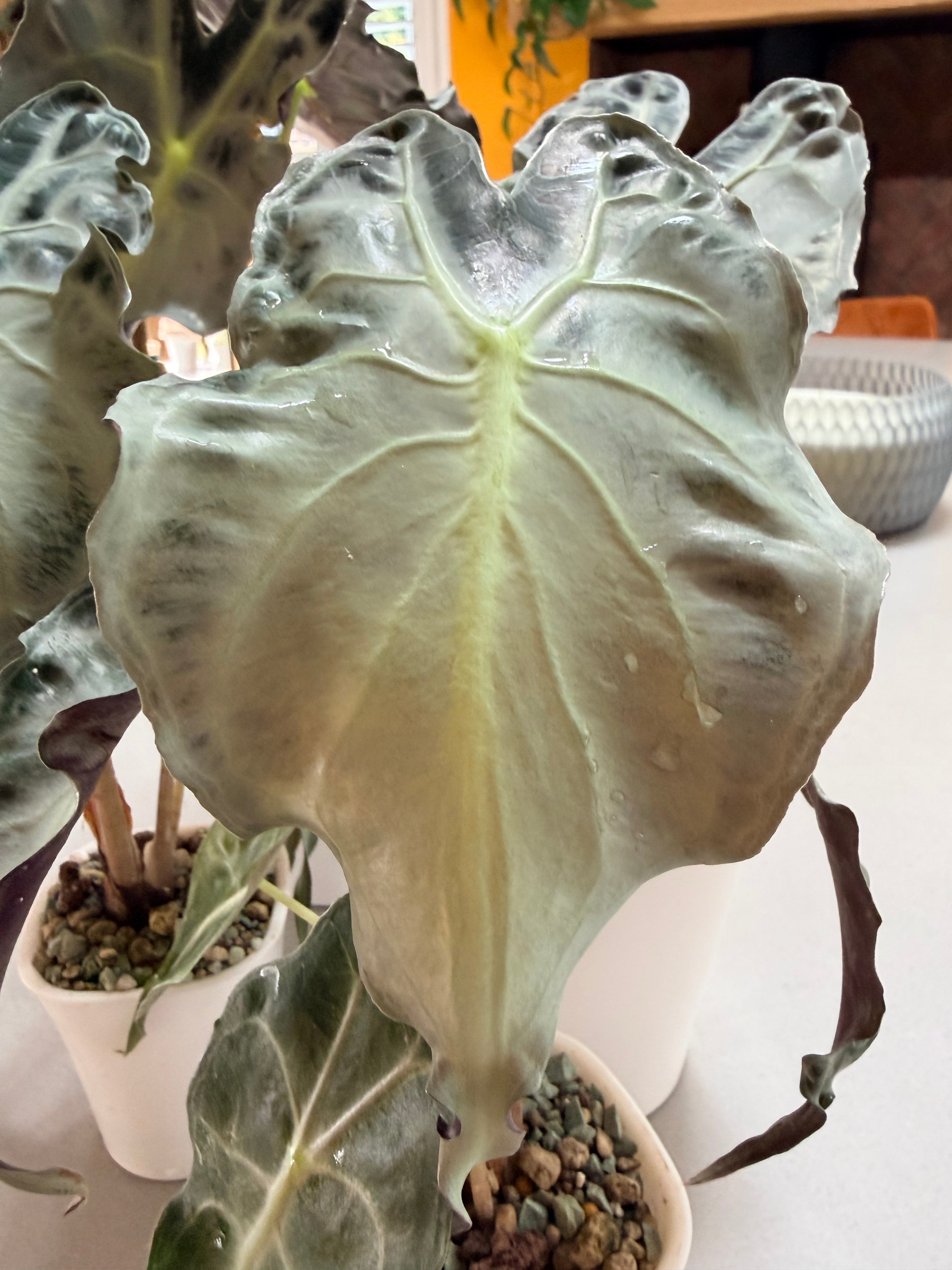 Alocasia Venom – Rare Dark Foliage Indoor Plant – The Alocasia Company