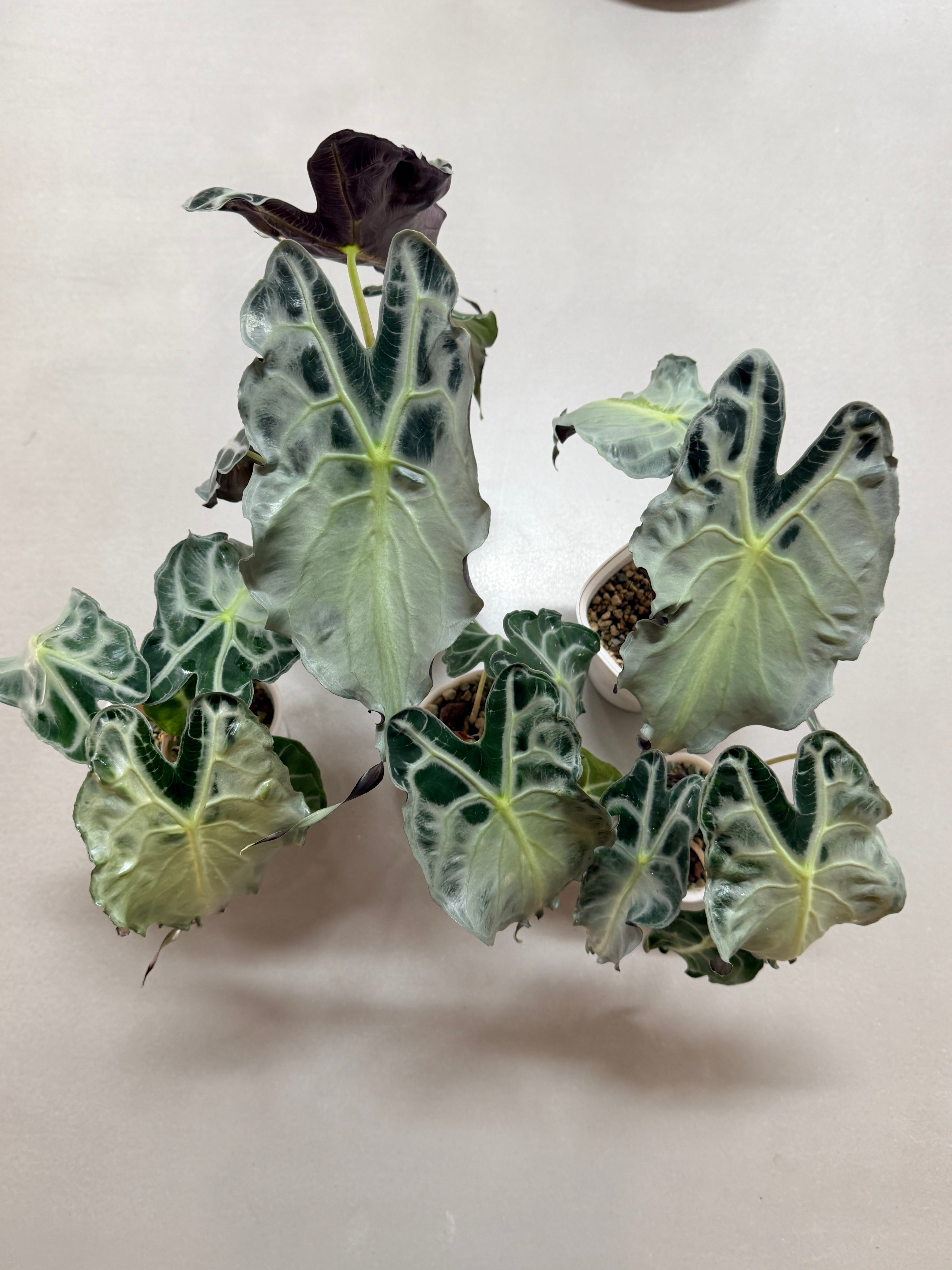 Alocasia Venom – Rare Dark Foliage Indoor Plant – The Alocasia Company