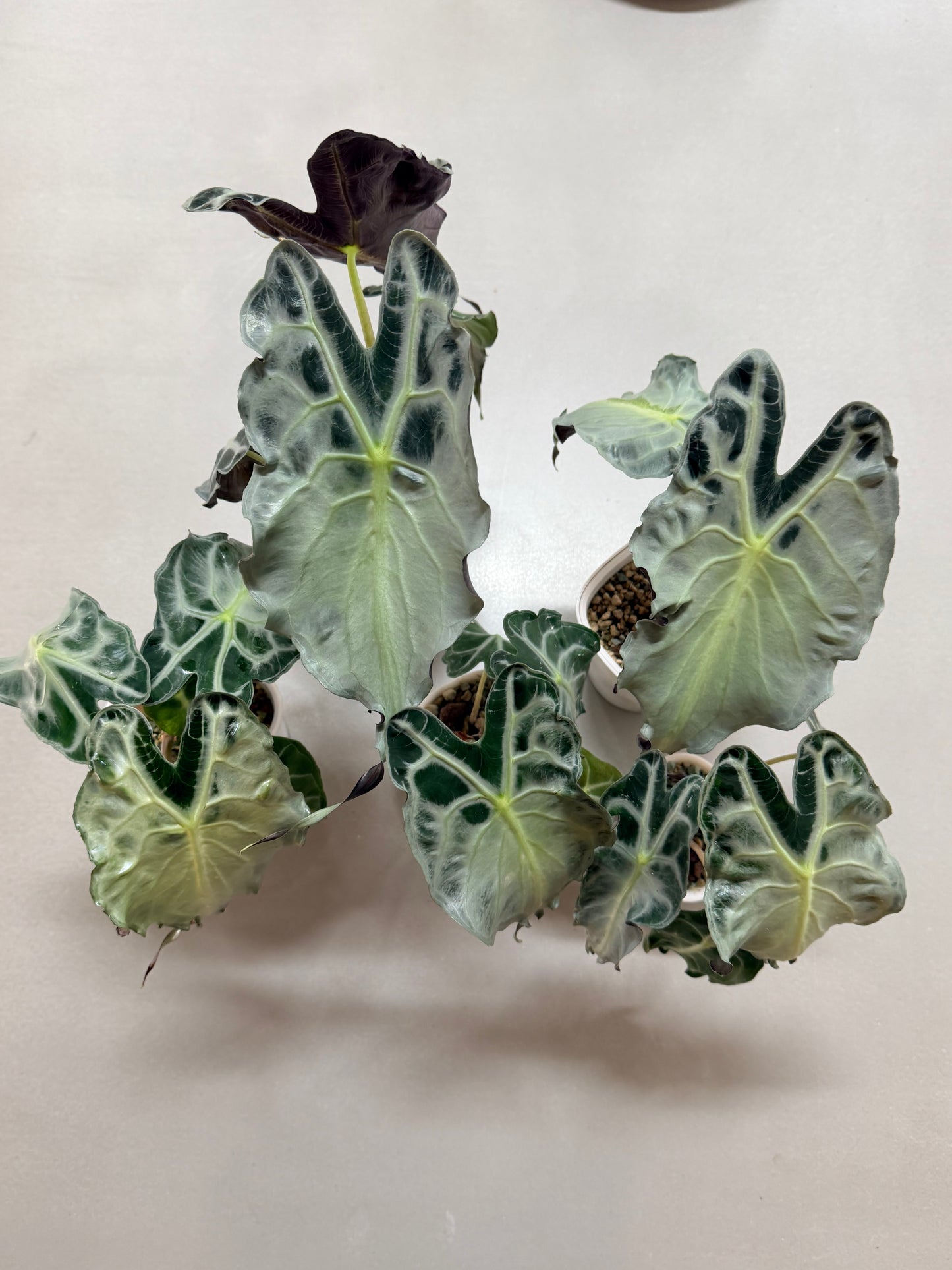 Alocasia Venom