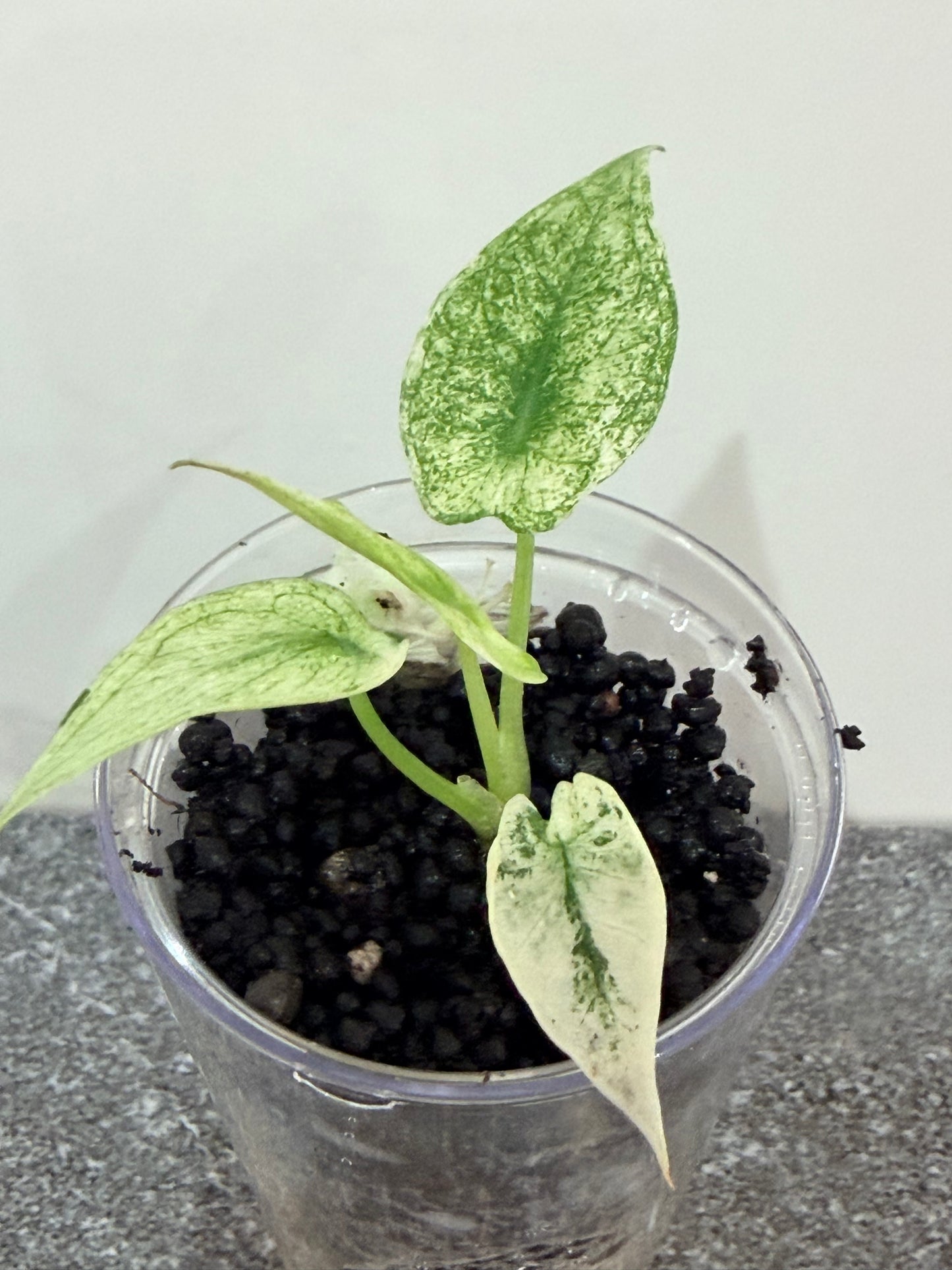 Alocasia Regal Shield Albo