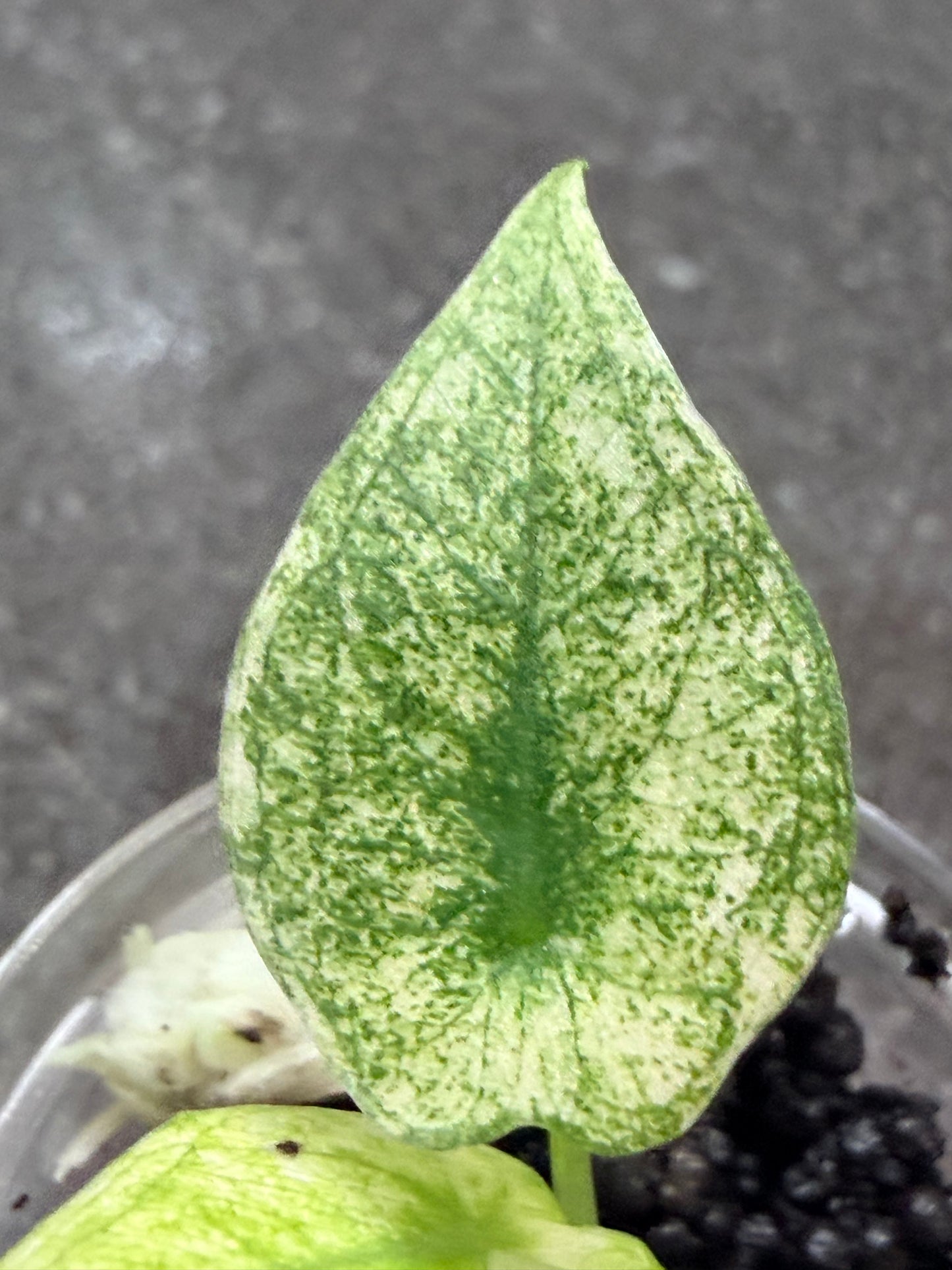 Alocasia Regal Shield Albo