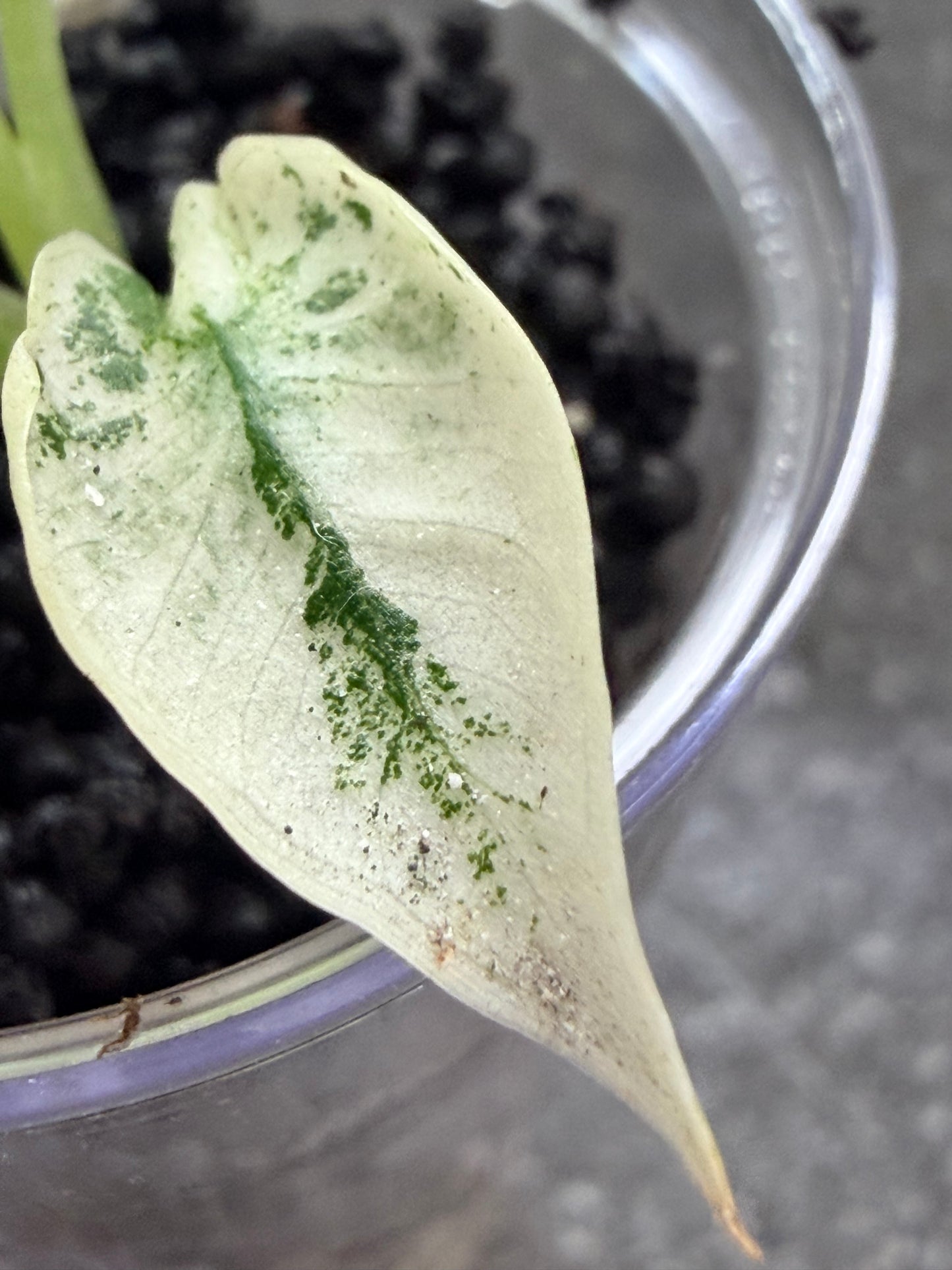 Alocasia Regal Shield Albo