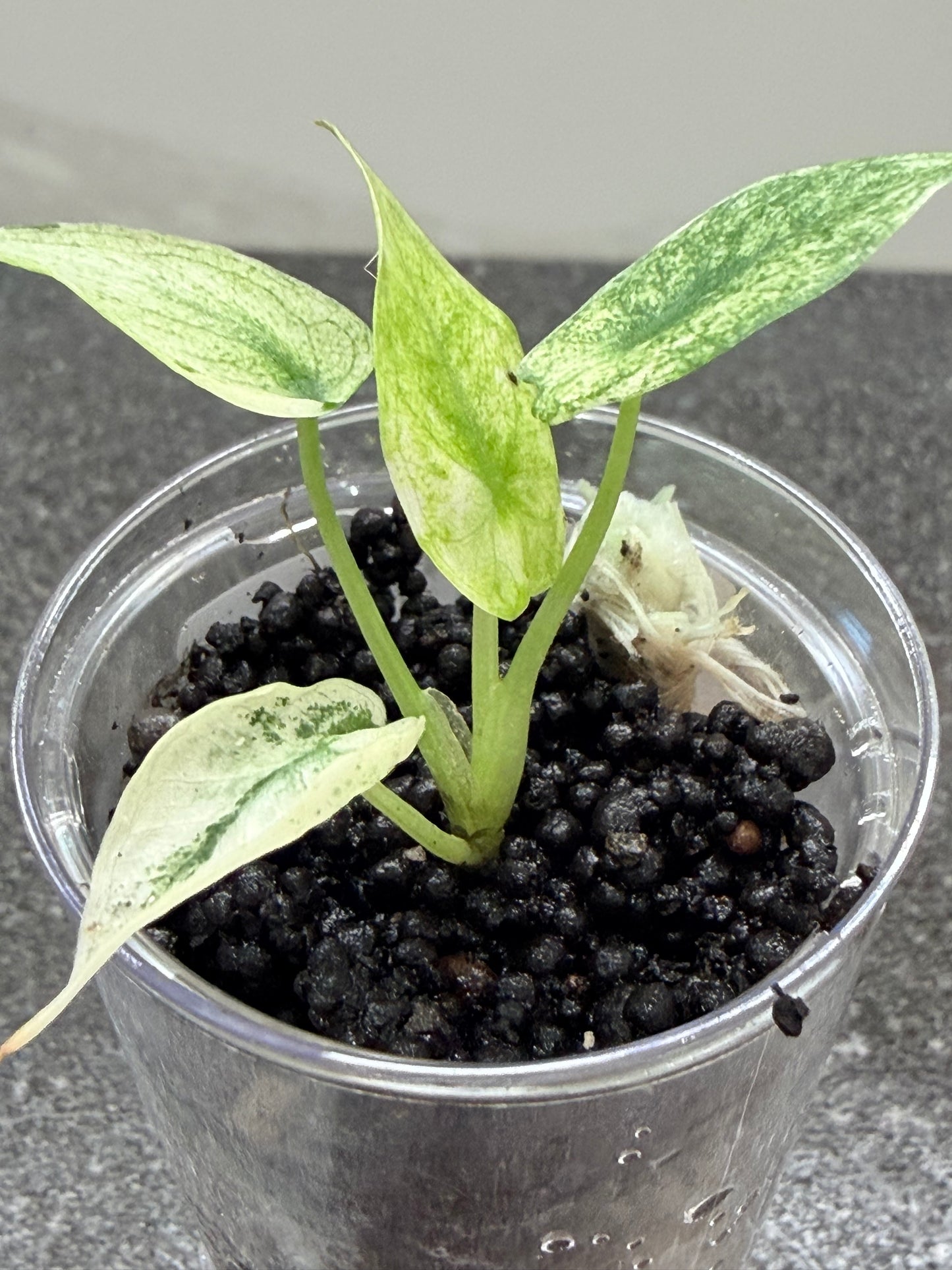Alocasia Regal Shield Albo