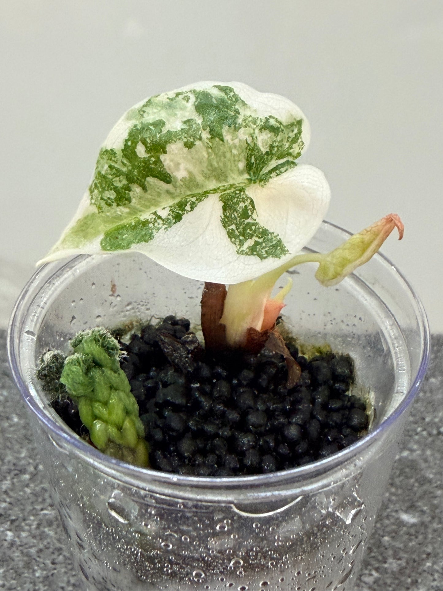 Alocasia Cuprea Nom Yen Variegated