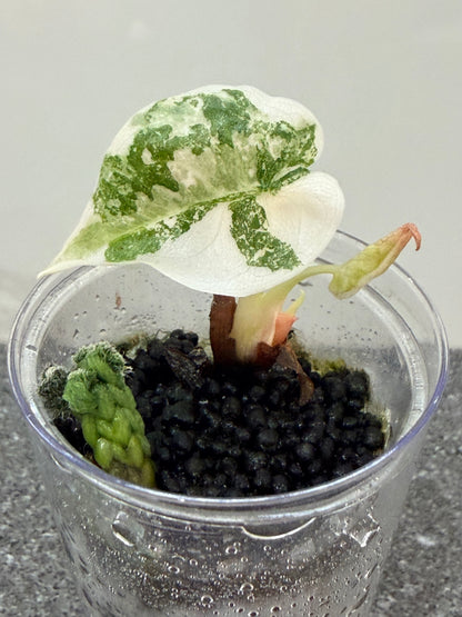 ALOCASIA CUPREA NOM YEN VARIEGATED