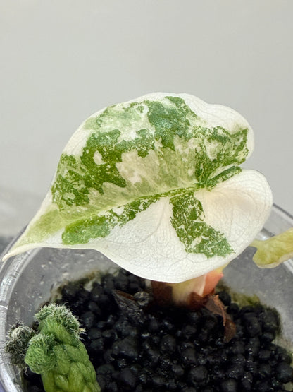 ALOCASIA CUPREA NOM YEN VARIEGATED