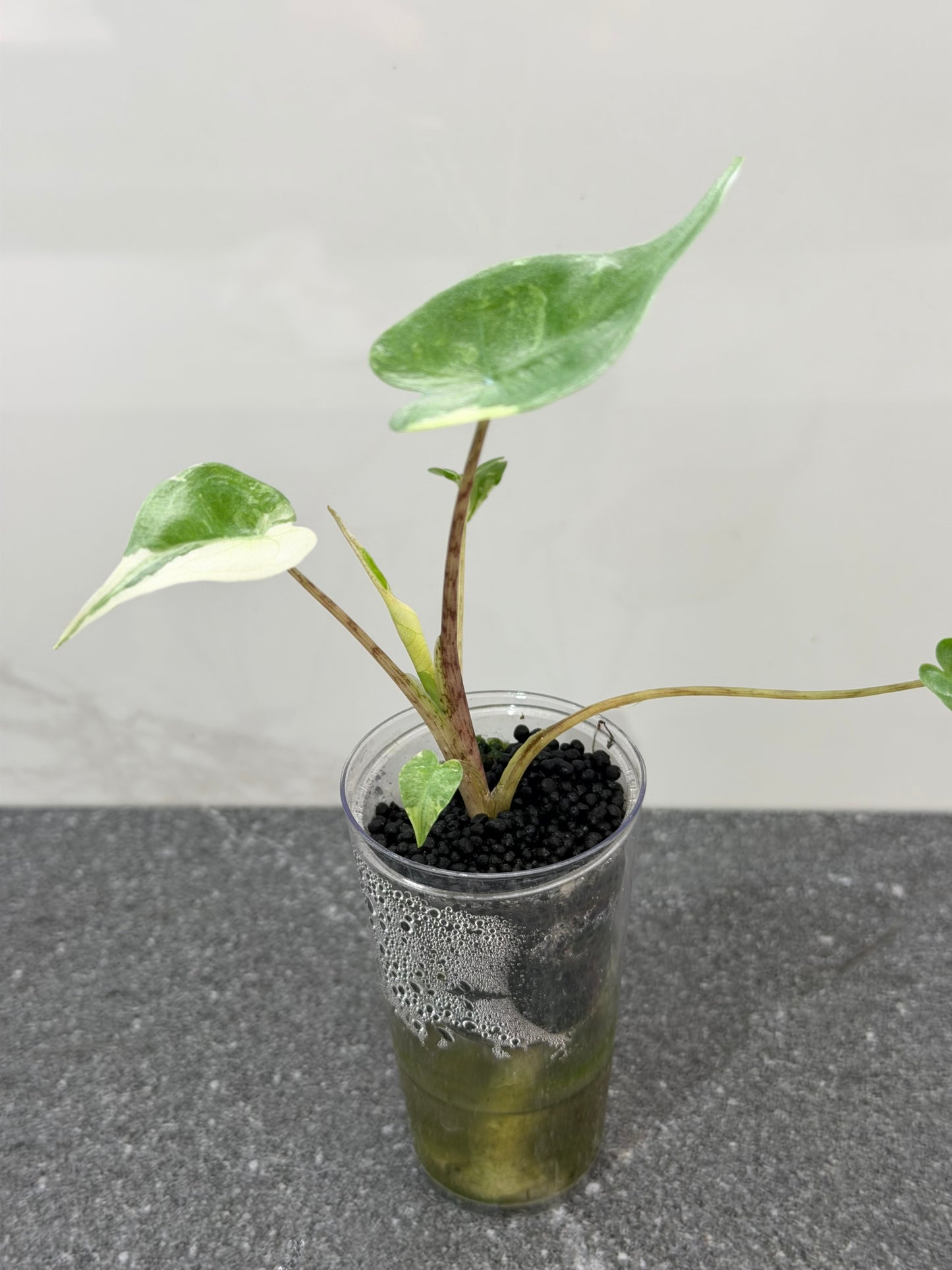 Alocasia Stingray Albo Pink