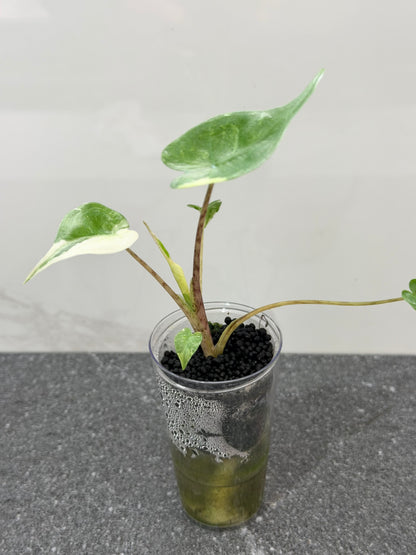 ALOCASIA STINGRAY ALBO PINK