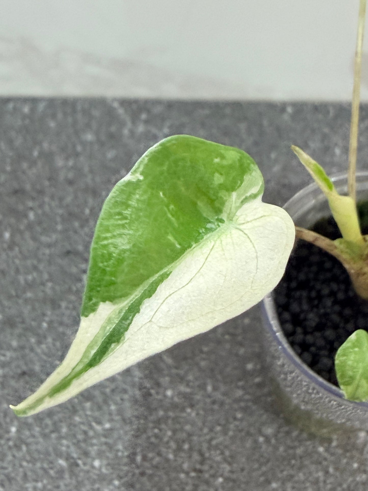Alocasia Stingray Albo Pink