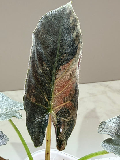 ALOCASIA ANTORO VELVET TRI COLOUR VARIEGATED