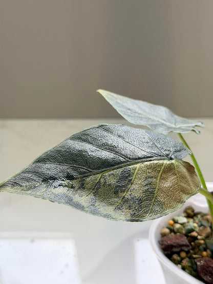 ALOCASIA ANTORO VELVET TRI COLOUR VARIEGATED