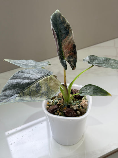 ALOCASIA ANTORO VELVET TRI COLOUR VARIEGATED