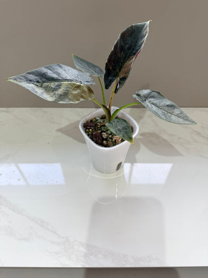 ALOCASIA ANTORO VELVET TRI COLOUR VARIEGATED