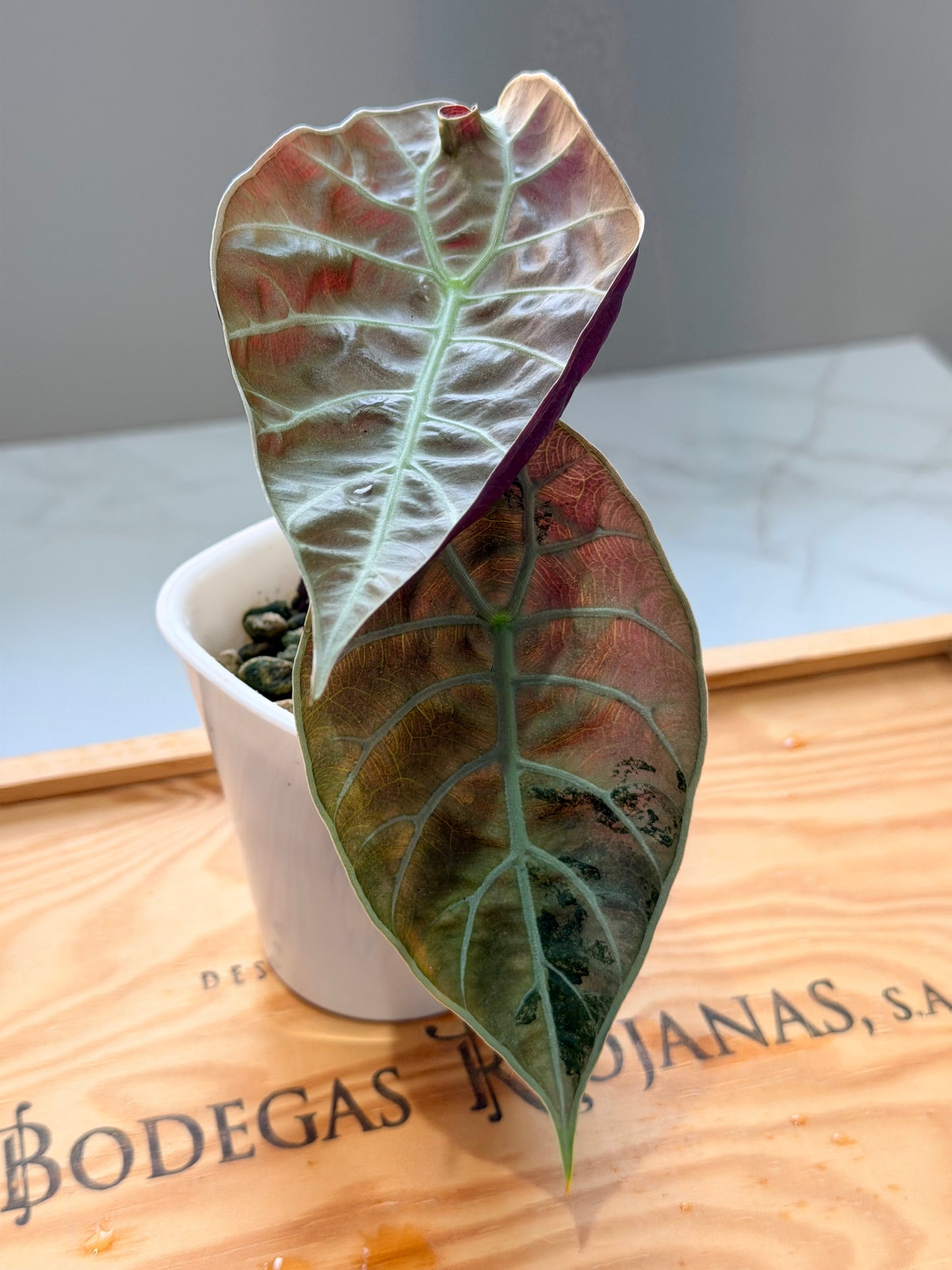 Alocasia Watsoniana Pink 'Doff'