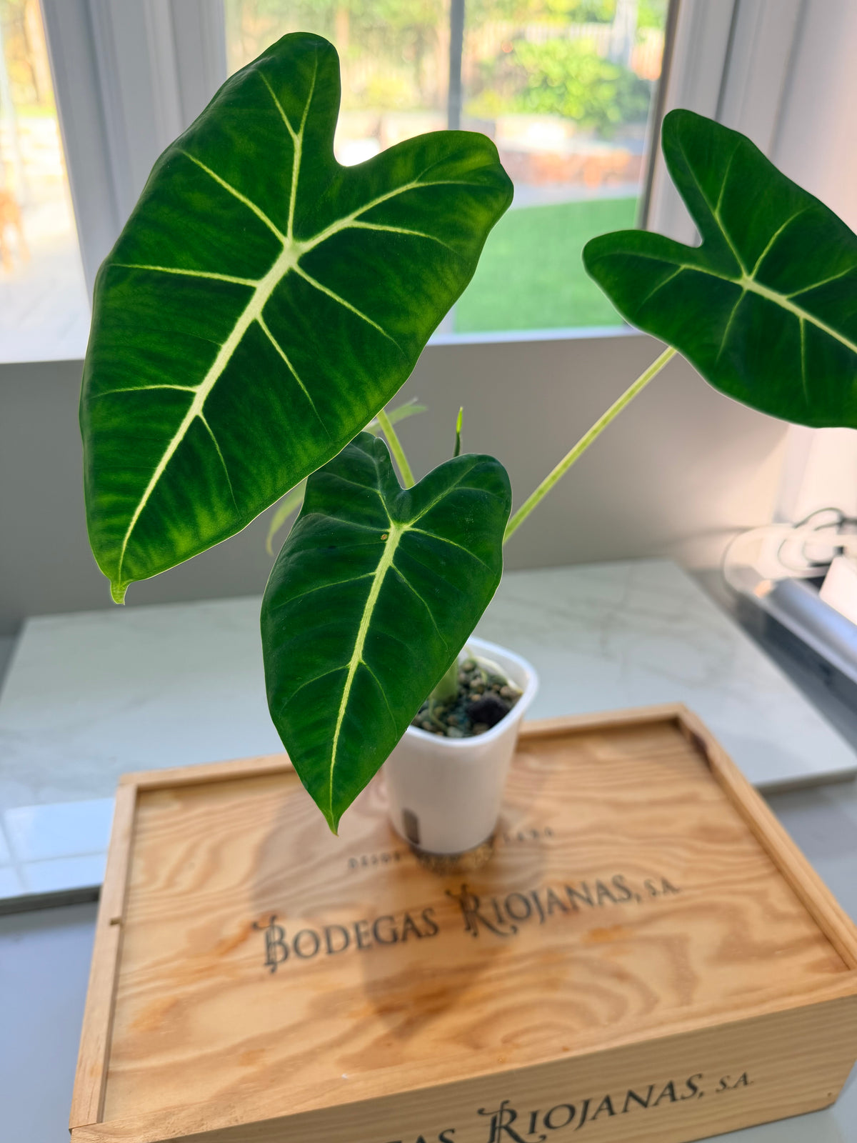 Alocasia micholitziana 'Frydek' Aurea, velvety leaves with yellow-chartreuse sectors and white veins