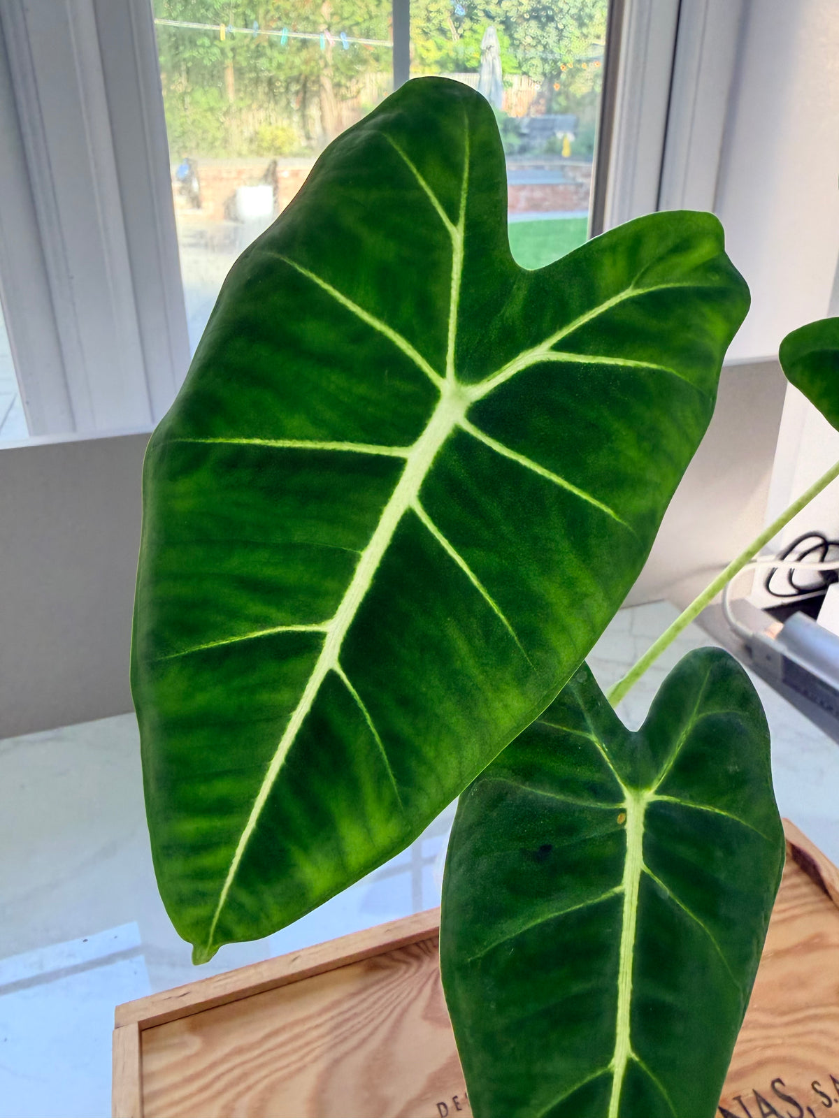 Alocasia micholitziana 'Frydek' Aurea, velvety leaves with yellow-chartreuse sectors and white veins
