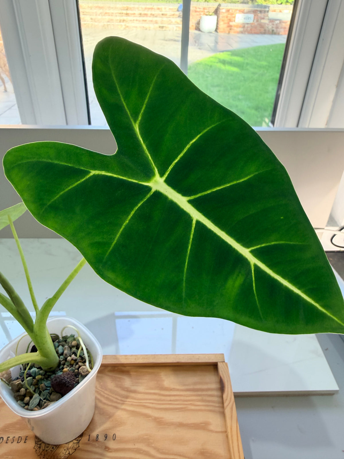 Alocasia micholitziana 'Frydek' Aurea, velvety leaves with yellow-chartreuse sectors and white veins