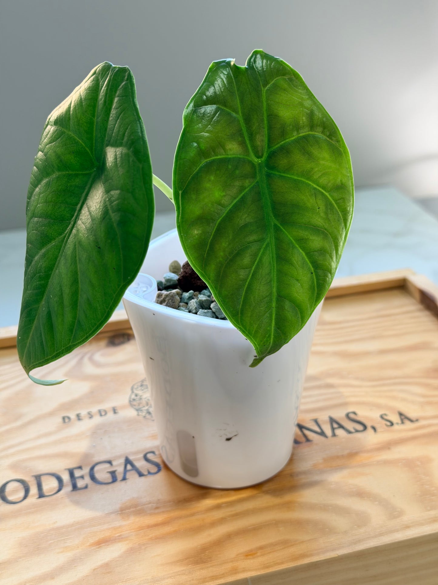 Alocasia Green Unicorn (Azlanii x Dragon Scale)