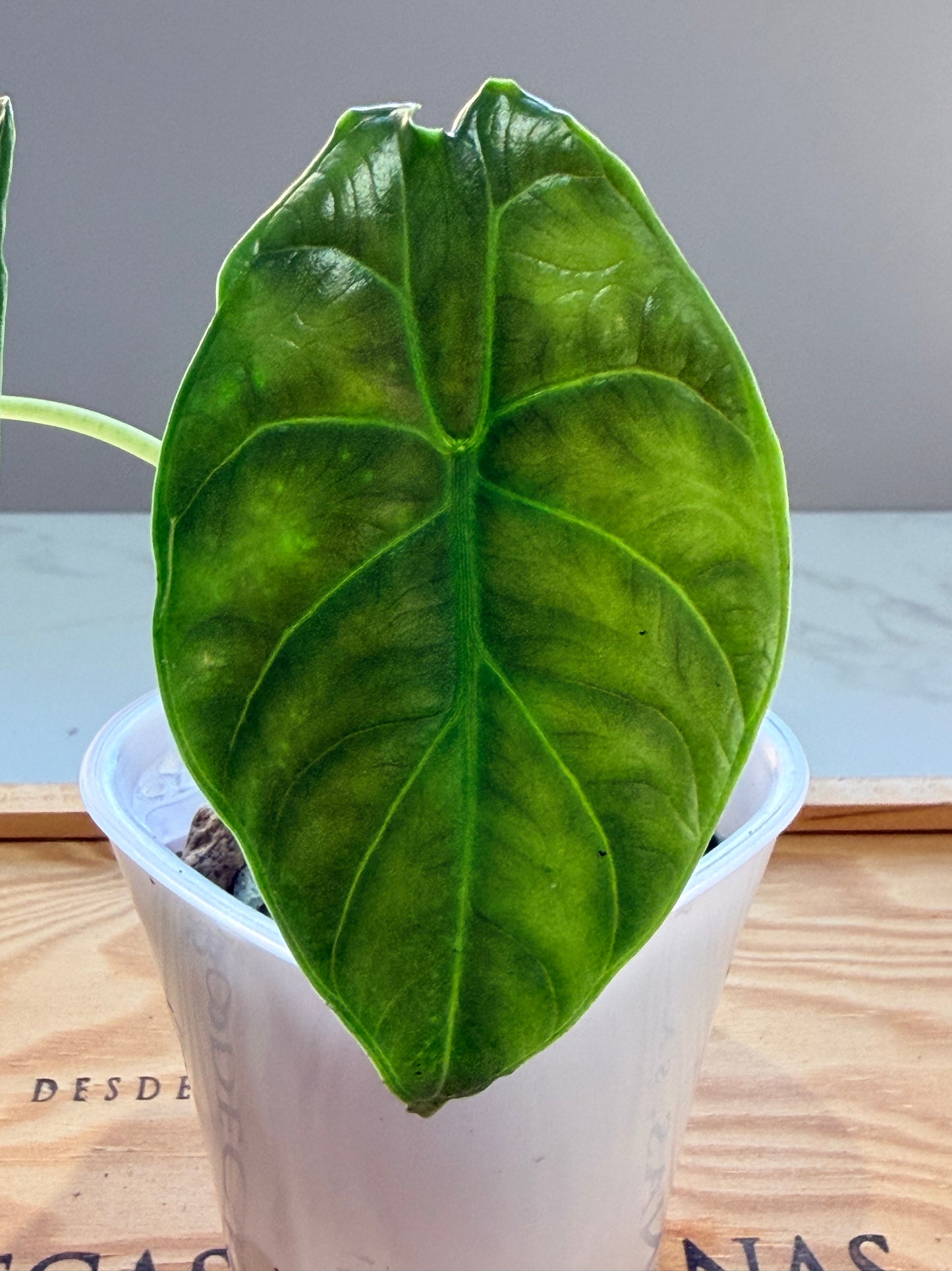 Alocasia Green Unicorn (Azlanii x Dragon Scale)