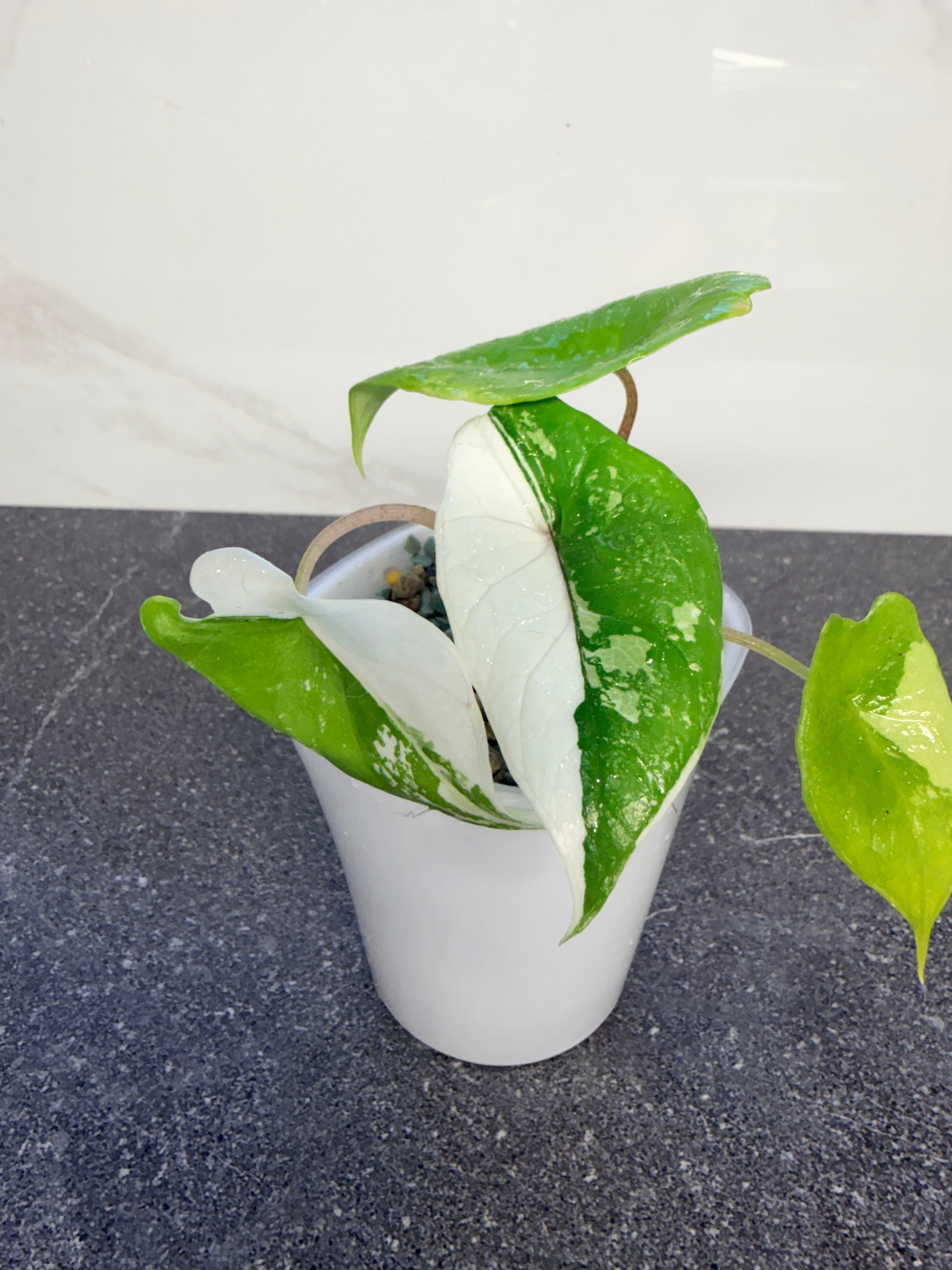 ALOCASIA SCALPRUM ALBO VARIEGATED – The Alocasia Company