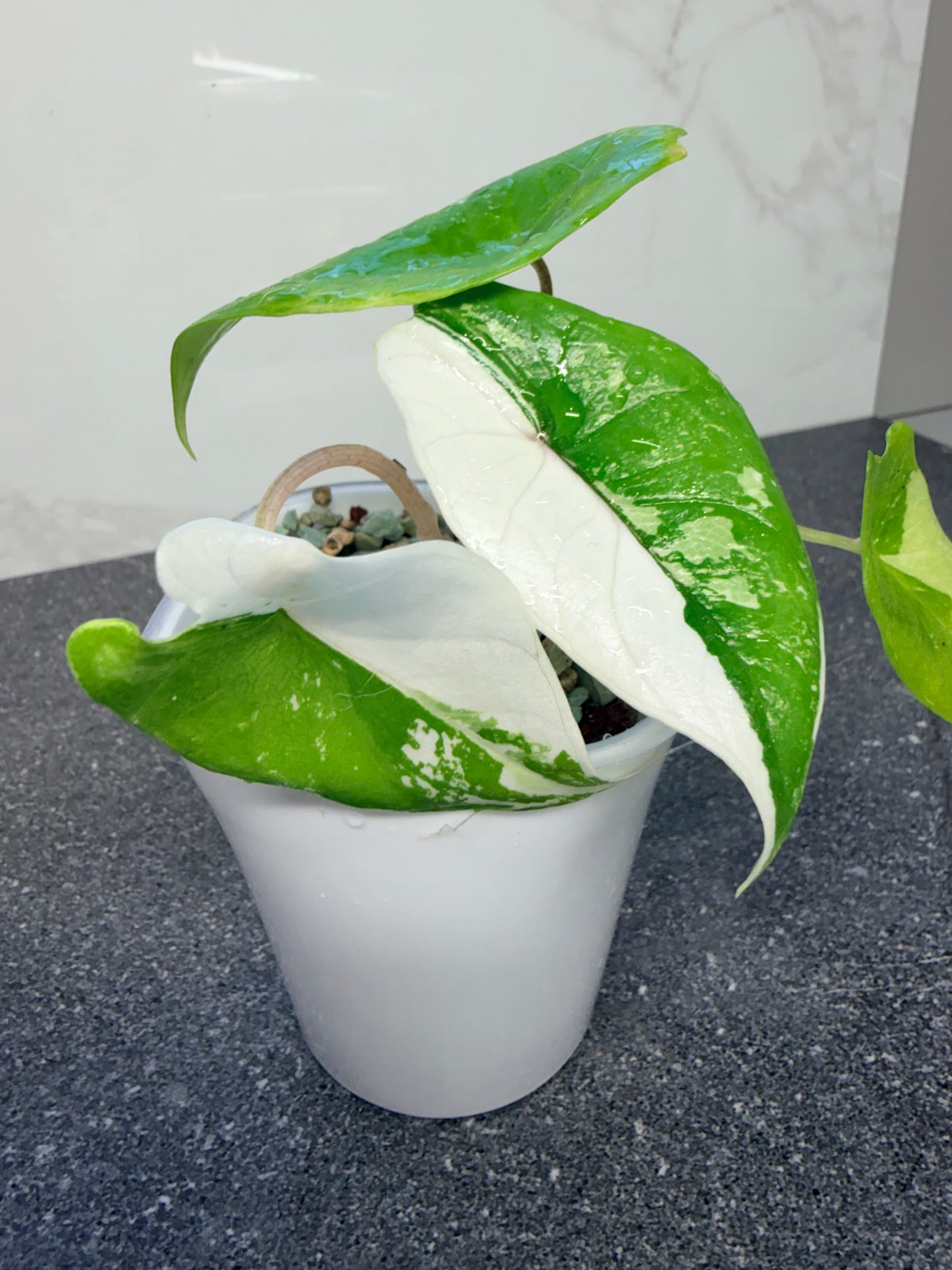 Alocasia Scalprum Albo Variegated