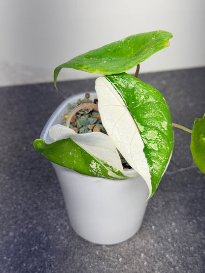 ALOCASIA SCALPRUM ALBO VARIEGATED