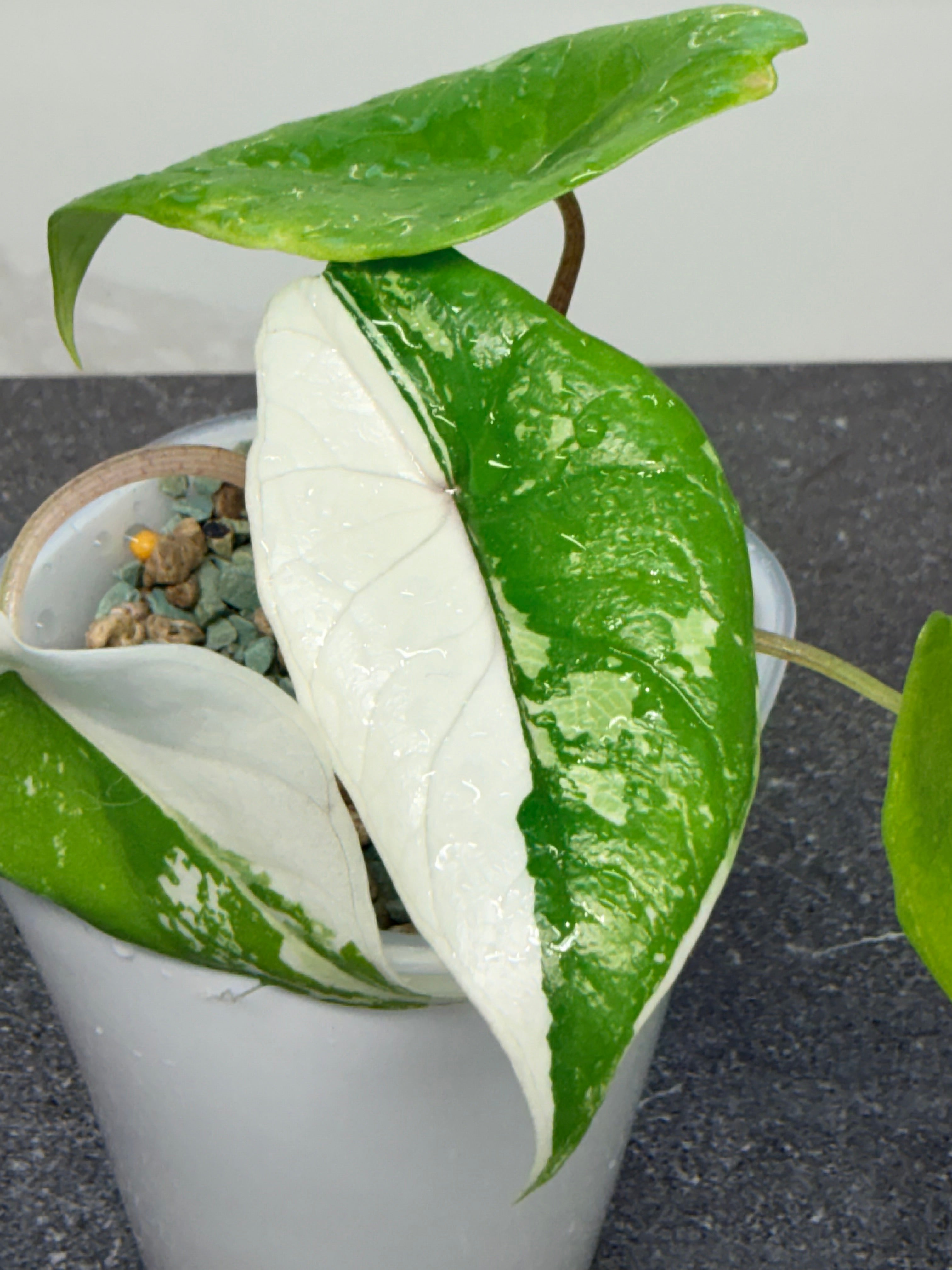 ALOCASIA SCALPRUM ALBO VARIEGATED – The Alocasia Company