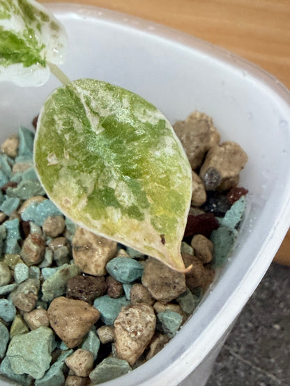 ALOCASIA CUPREA NOM YEN VARIEGATED