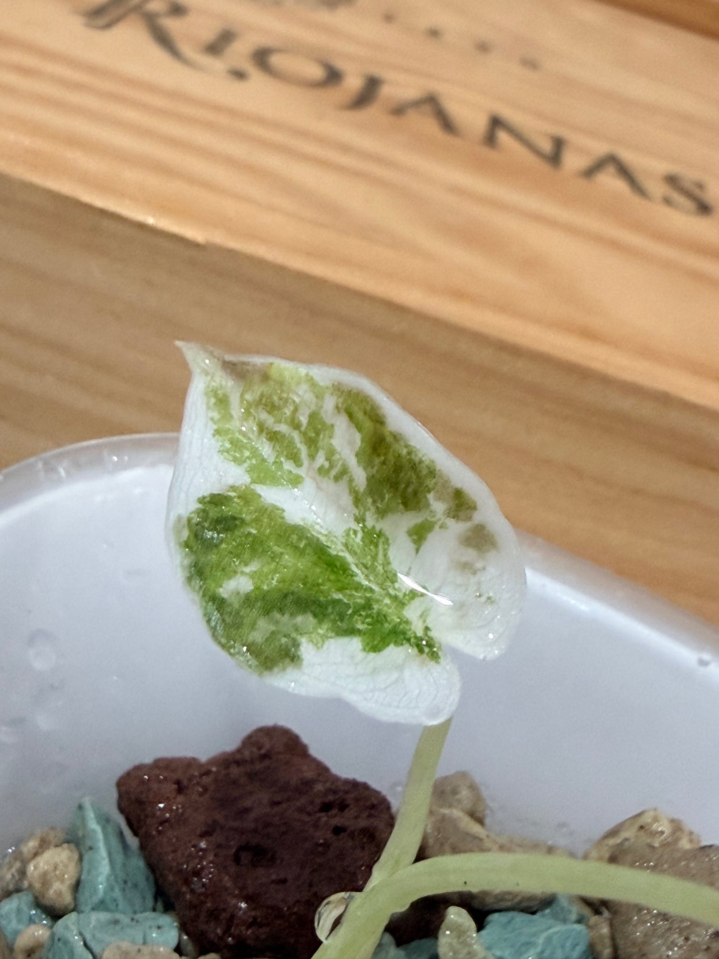 Alocasia Cuprea Nom Yen Variegated