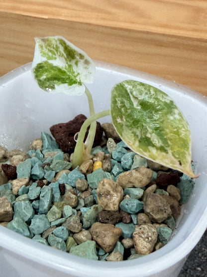 ALOCASIA CUPREA NOM YEN VARIEGATED