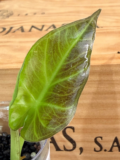 ALOCASIA REGAL SHIELDS ALBO PINK