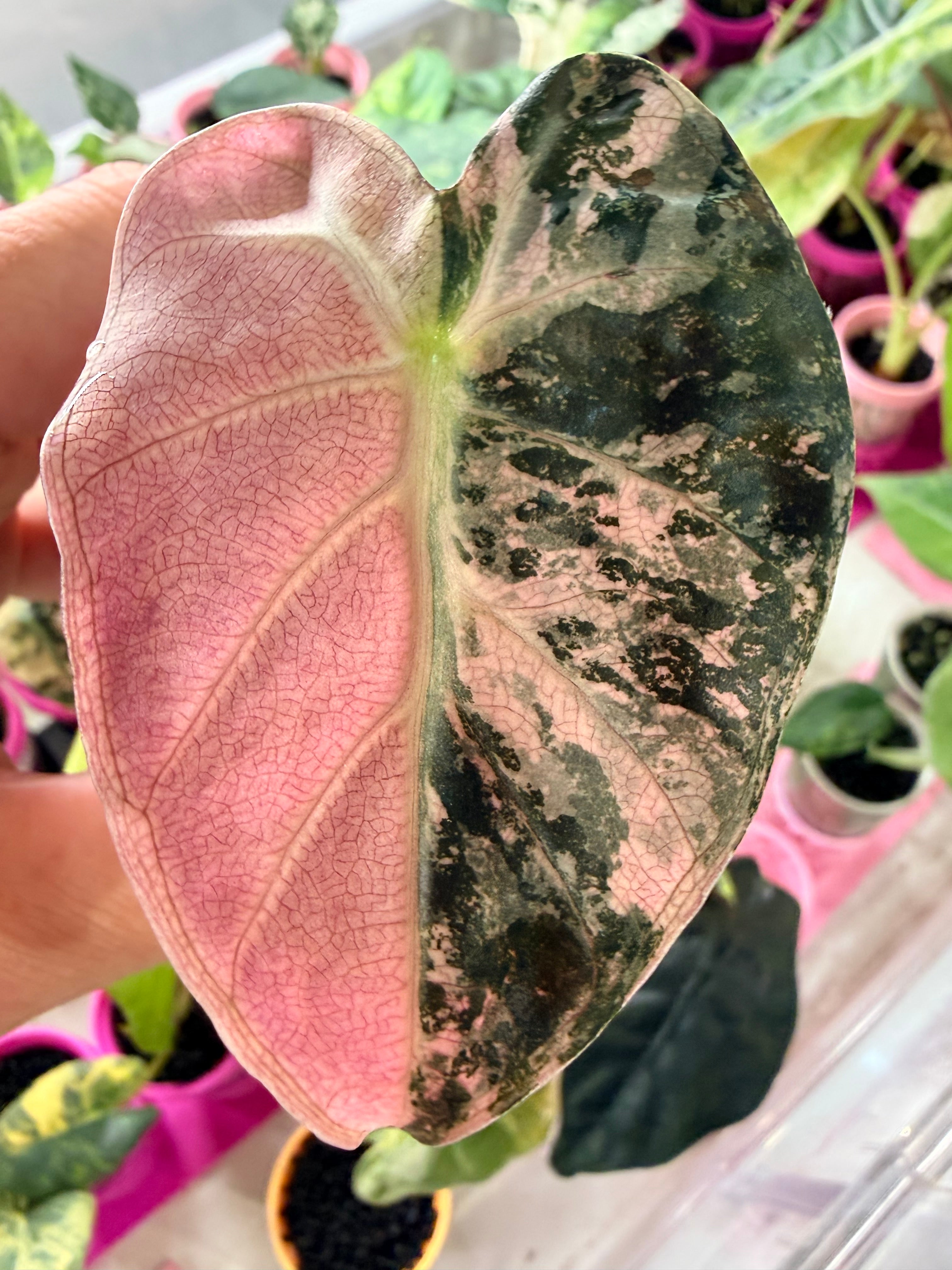 Alocasia 'Balloon Heart' Pink Variegated | The Alocasia Company