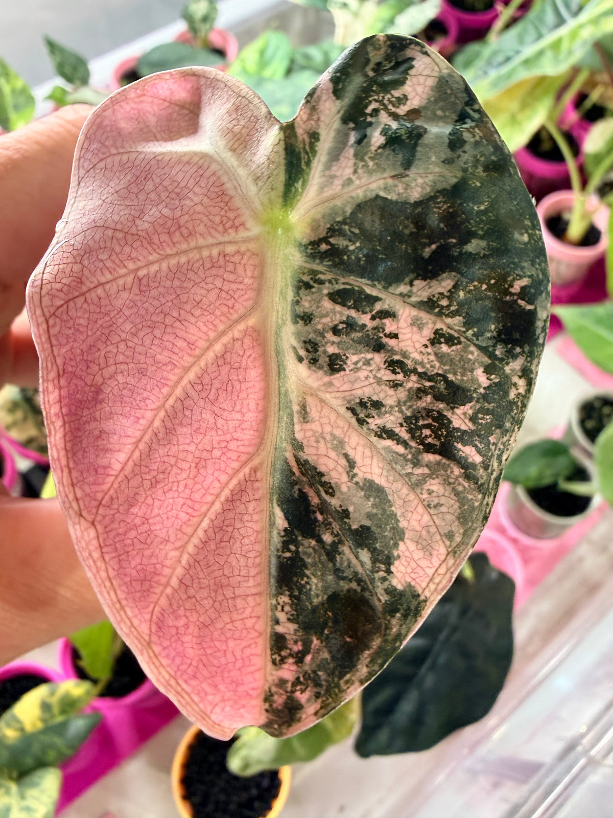 ALOCASIA BALLOON HEART PINK VARIEGATED